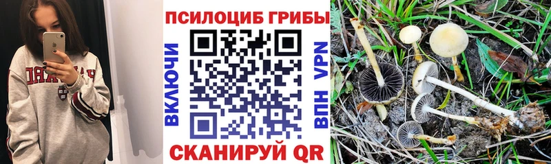 Псилоцибиновые грибы мицелий  блэк спрут как зайти  дарк нет состав  Чехов 